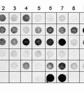 Dot Blot Hybridization Adalah